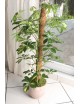El tutor coco permitirá el enganche de las plantas trepadoras, sirve de guía a la planta en su crecimiento vertical para su cor